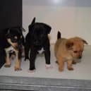 Tougher sentences for proposed pet abduction legislation move closer to becoming law