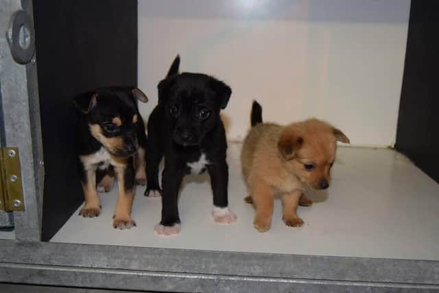 Tougher sentences for proposed pet abduction legislation move closer to becoming law