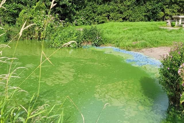 Toxic green algae at Bartin's Bay, Lough Neagh. Photo courtesy of Dorothy Johnston