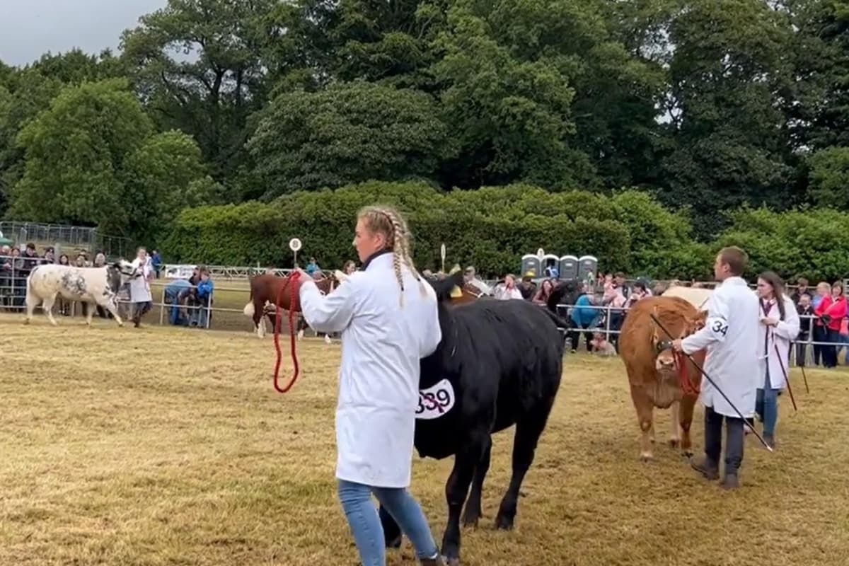 Watch: Judging of the young handlers at the Castlewellan Show, check out our video