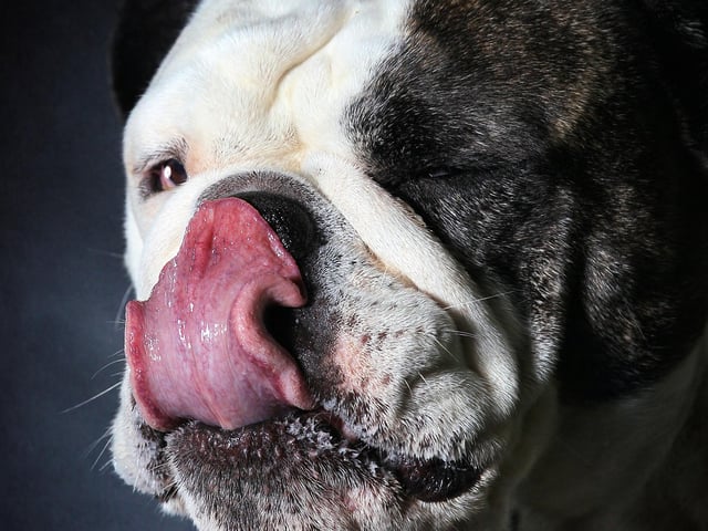 "I photographed 41 dogs over the weekend, we were hoping for 70 but some people mucked us around and didn't turn up which was disappointing."
