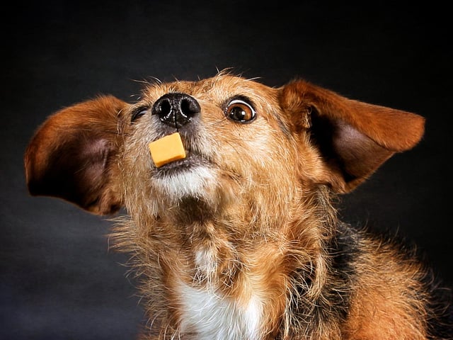 To donate visit - https://www.gofundme.com/f/dog-food-for-food-banks