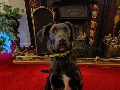 He will grow to be a very smart dog who will need mentally stimulating games and activities in the home.
Scooby's foster carers have said that he has interacted with other dogs and people very well and is a brilliant puppy and will make a fantastic addition to a home.