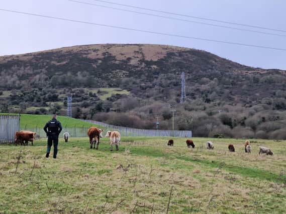 Cows herded to safety