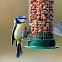 Blue tits feeding in a country garden