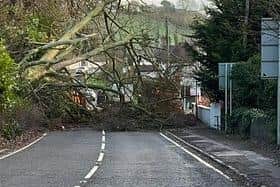 Kirsty Hutton sent this photo of a fallen street blocking the road at Lenaderg in Banbridge, caused by Storm Isha.