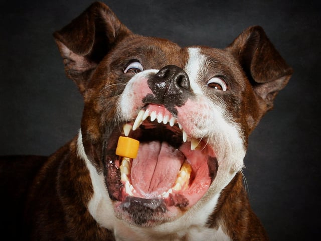 This dog can't believe its luck.