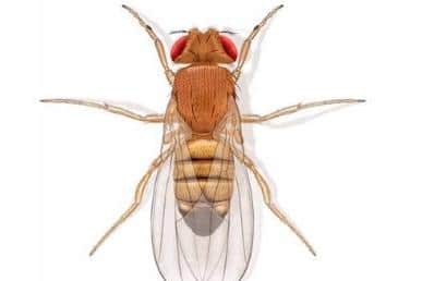 An illustration of one of the 4000 species of fruit flies that can cause such a nuisance to housholds.