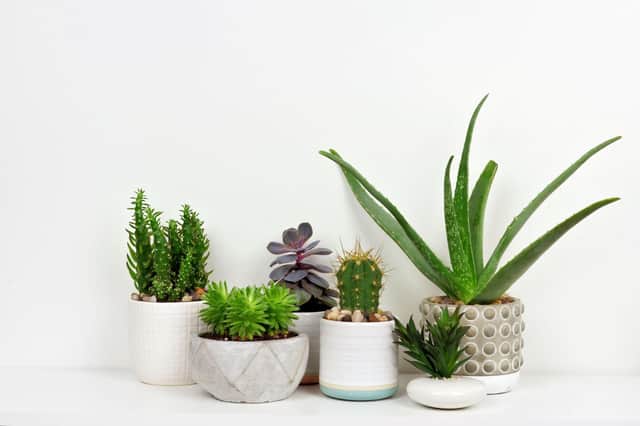 African violets, aloe vera and other retro plants look set to be among the top houseplants in 2024