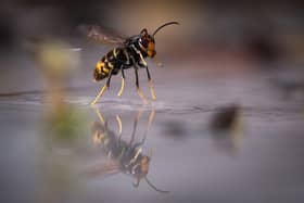 Vigilance has been urged for sightings of Asian hornets in Co Down. Photo by SEBASTIEN BOZON/AFP via Getty Images