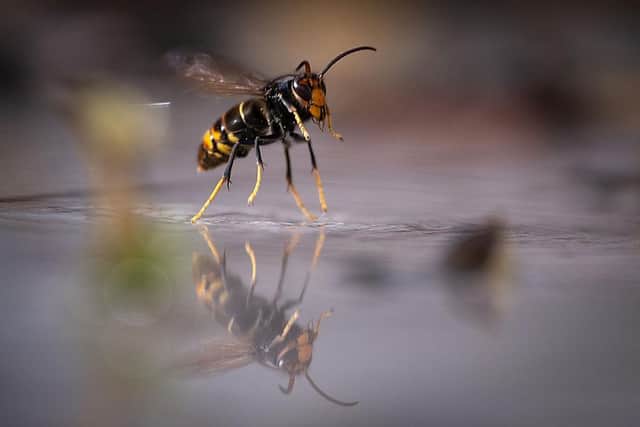 Vigilance has been urged for sightings of Asian hornets in Co Down. Photo by SEBASTIEN BOZON/AFP via Getty Images