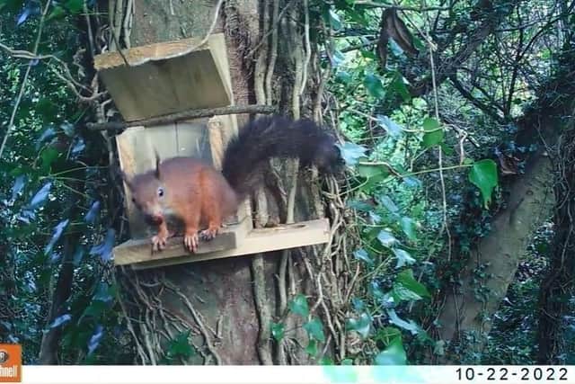 Footage issued by Ulster Wildlife of a red squirrel at a feeder at Castle Ward