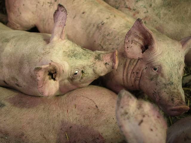 A general image of pigs (Getty)