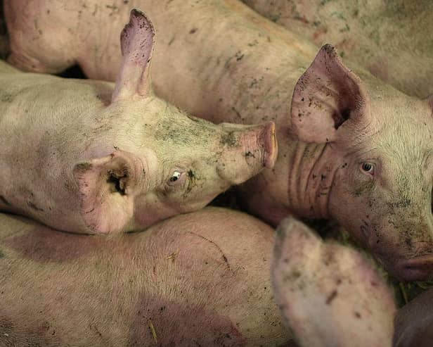 A general image of pigs (Getty)
