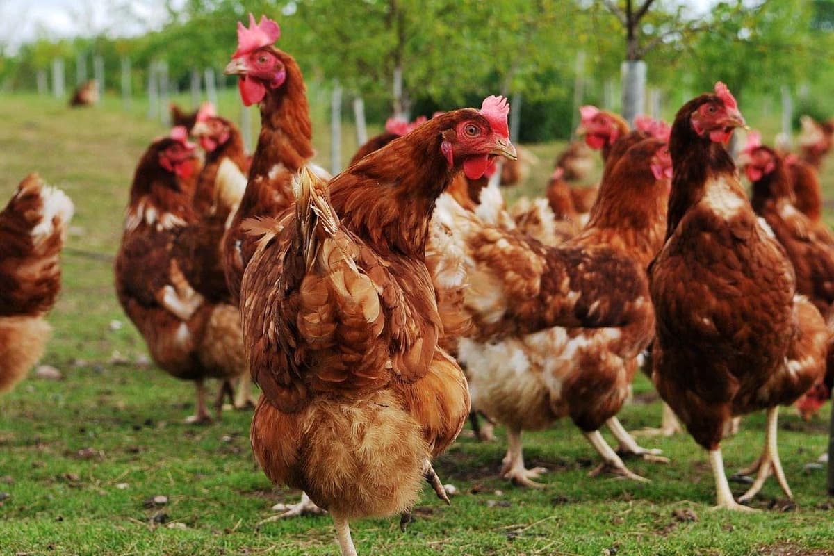 Bird flu restrictions confining animals indoors ended by the government after six months in force