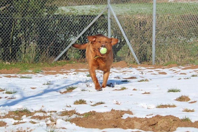 Grace absolutely loves to play with a ball, so a secure garden where she can play fetch with her adopter would be perfect. 

Grace's adopter should be understanding and have lots of love to give to a dog that needs some help with confidence building.