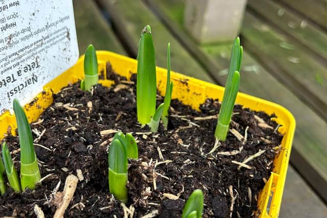 Green shoots from early-emerging daffodils (Robin Mercer)