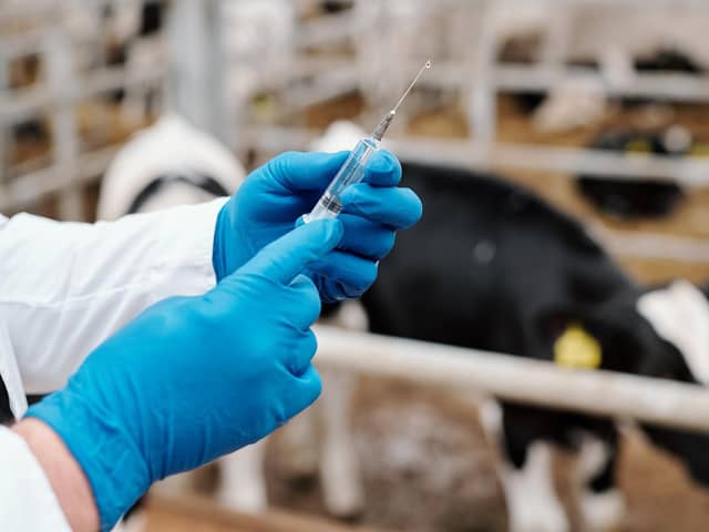 A veterinarian preparing a syringe for vaccination of cow at farm