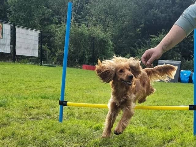Pet owners have gone barking mad for a new Northern Ireland agility dog park