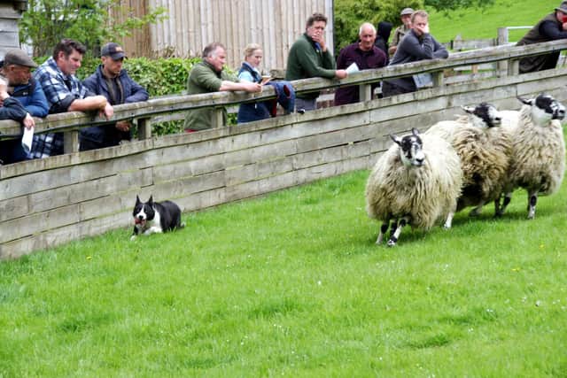 Dewi Jenkins’ 14,000gns top price Skipton working sheep dog, Llwynsarn Non, at work on North of England Mules on the Skipton trials field. Picture: Robin Moule, Moule Media