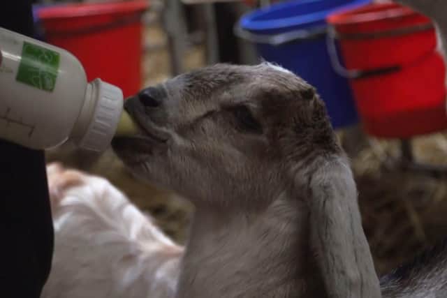 Bottle feeding kid goats at Ringland's farm