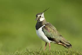 An increasingly rare breeding bird has returned to a Co Down fen this year, following restoration efforts by Ulster Wildlife to help bring nature back. Picture: Ulster Wildlife
