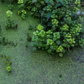 There are fears blue-green algae will return to Lough Neagh this summer