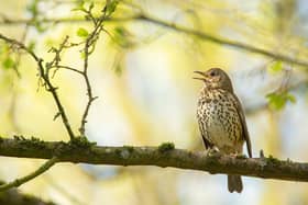 Song thrush Turdus philomelos, adult male singing in tree