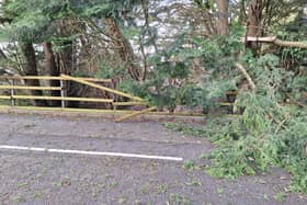 Storm Isha brought down four trees on this Belfast road