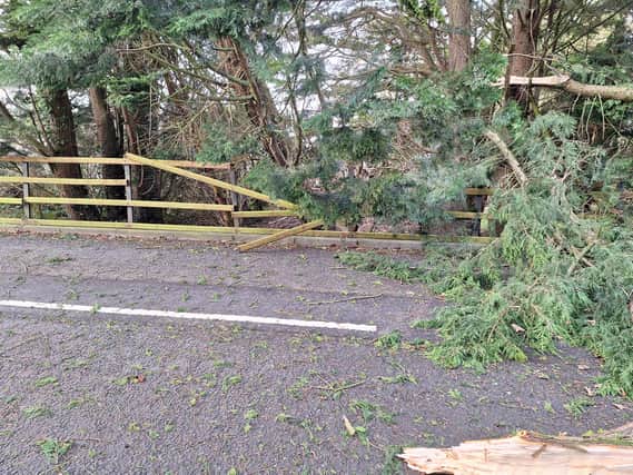 Storm Isha brought down four trees on this Belfast road