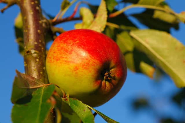 A Red Falstaff apple.