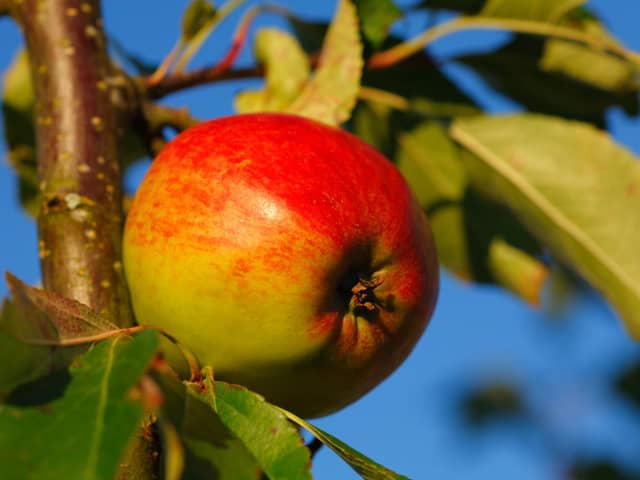 A Red Falstaff apple.