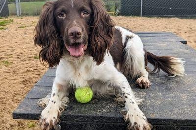 Jai is a beautiful 3 year old active Springer Spaniel with a zest for life. Unfortunately Jai hasn't had an easy life to date. He was found by Dogs Trust in the pound and he was in a very sorry state. Jai's background means that he struggles to build relationships with new people and isn't used to living indoors. For the right person, the journey to build trust and a bond with Jai will be very rewarding. Jai enjoys the company of other dogs and has made lots of doggy friends here at the centre. Jai is so good with other dogs that he is often a helper to new dogs that come in to the care of Dogs Trust. Jai will need to be adopted into a quiet home, where he can get used to living in a home slowly. It would be perfect for Jai if there is a separate area where he can go to relax in the home (such as a utility room). Jai will benefit from a secure outdoor space, the more room to run and play the better! Jai will be best suited to an adult only home and could live with another suitable dog after meets at the Centre. Jai will need multiple meets at the Centre before adoption and the training team will be happy to discuss his training and rehoming plans.
