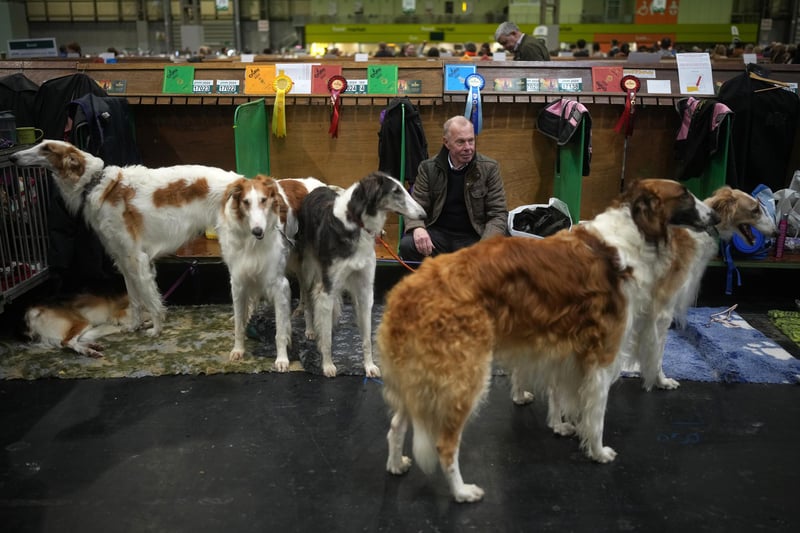 A owners rests with his Afgham hounds