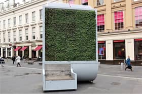 A city tree In Glasgow