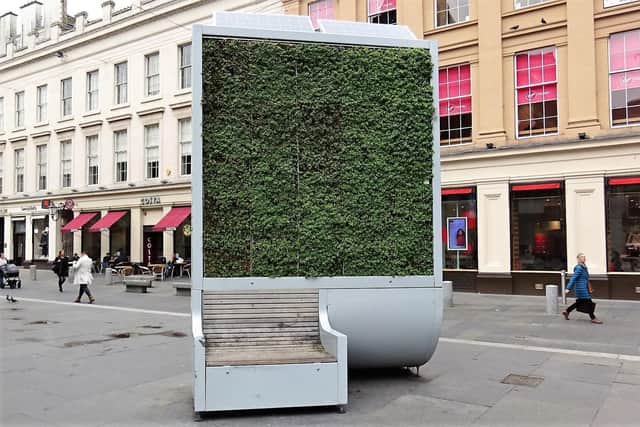 A city tree In Glasgow