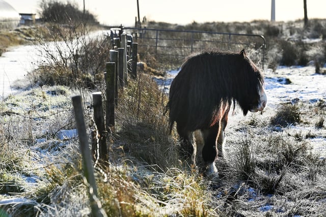 Horses near Divis Mountain on the outskirts of Belfast. Pic Colm Lenaghan/ Pacemaker