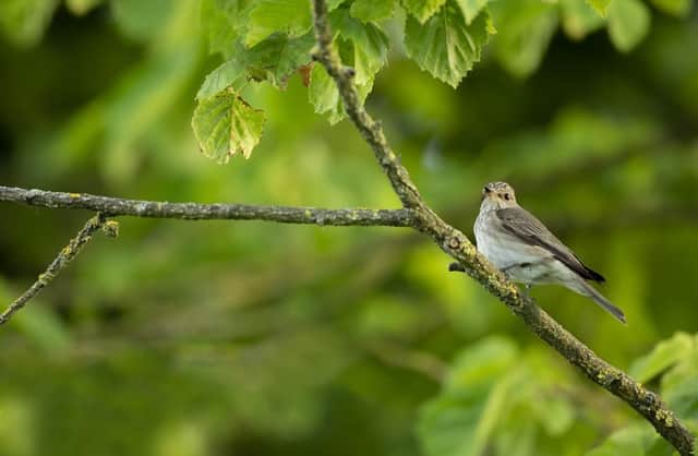 Spotted flycatcher, Muscicapa striata, adult male perched in tree in garden. Photo by Ben Andrew