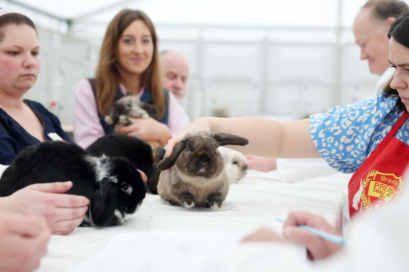 Day one of the Balmoral Show in partnership with Ulster Bank:The 155th Balmoral Show will take place place over four days between 15th May to 18th May 2024 and thousands of people are expected to attend.Rabbit judging at the show. Photo by Jonathan Porter/Press Eye