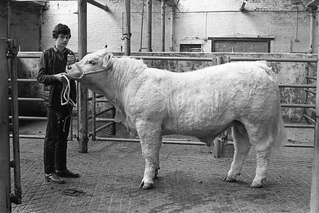 Pictured in March 1983 is Alastair Hall, Ballymartin Road, Templepatrick, with a fine Charolais bull at a Charolais show and sale which was held at the Automart, Portadown. Picture: News Letter archives/Darryl Armitage