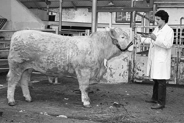 Pictured in March 1983 is Michael Erwin from Nutt’s Corner, Crumlin, with his reserve supreme champion Charolais bull at a show and sale which was held at the Automart, Portadown. The bull made a top price of 7,800 guineas. Picture: Farming Life/News Letter archives