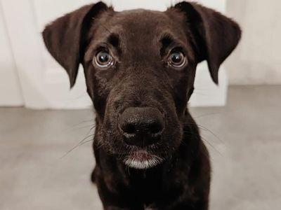 Scooby is a 5 month old collie cross.
Scooby is an excitable young puppy who will need understanding adopters to socialise and train him during this important stage of development.