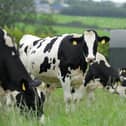 Dairy cows. Photo: Cliff Donaldson