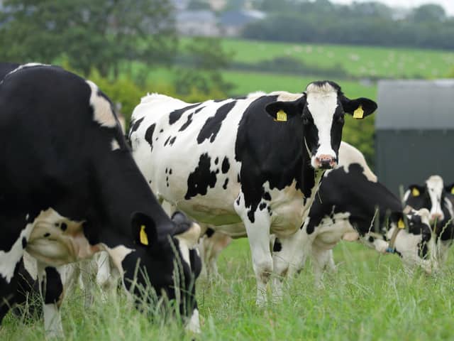 Dairy cows. Photo: Cliff Donaldson