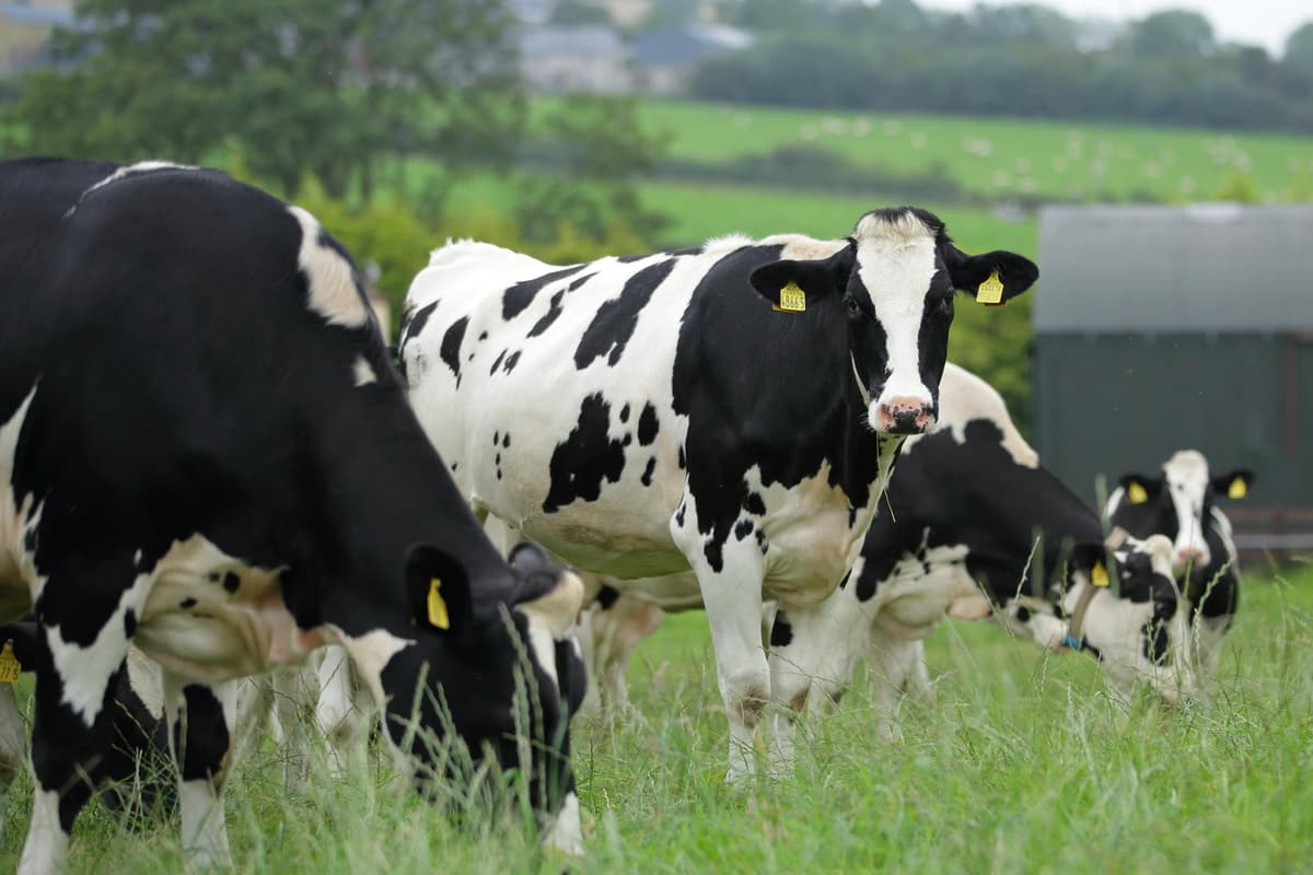 Northern Ireland farmers not being paid enough for milk: Ulster Farmers' Union