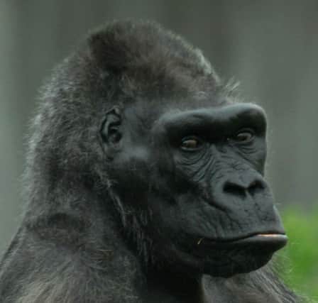 It is with deep regret that Belfast Zoo has to announce the death of Delilah, the oldest gorilla in the UK