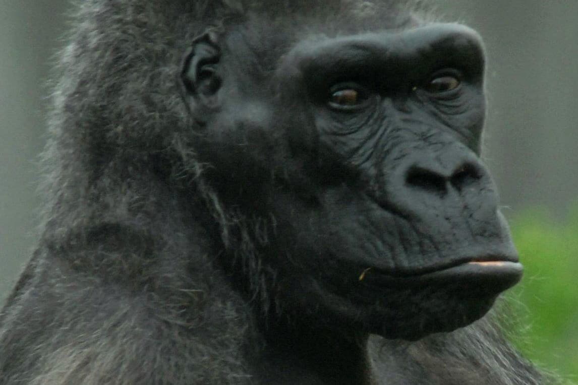 Sadness at death of Belfast Zoo's Delilah,  one of the oldest gorillas in the world
