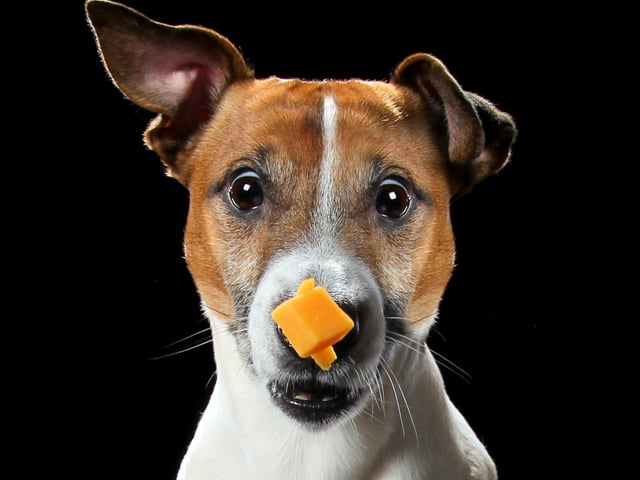 Did this dog catch it? we may never know