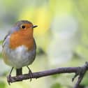 Folklore has long regarded robins as messengers, bridging the gap between this world and the next