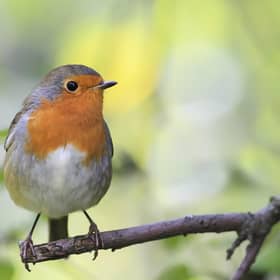 Folklore has long regarded robins as messengers, bridging the gap between this world and the next